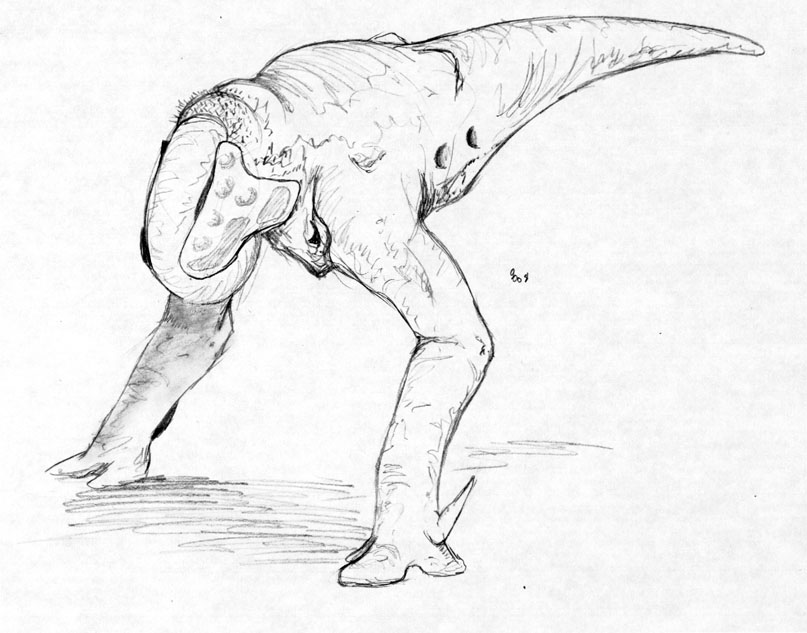 807x633 tundra producer drawings - Tundra Animals Drawings