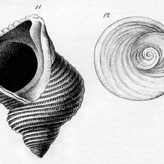 320x320 Reproduction Of The Original Drawings Of Turbo Setosus Gm - Turbo Drawing