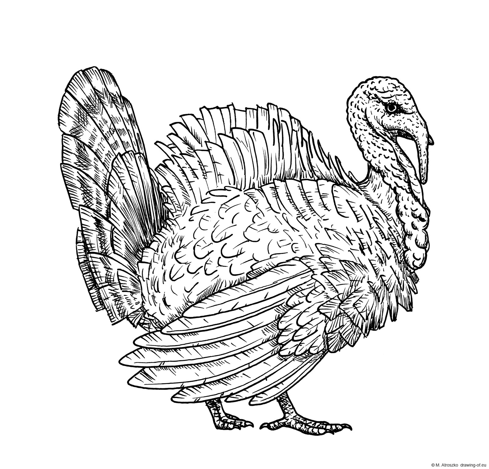 1600x1535 Drawing Of Turkey Drawing Of Eu - Turkey Bird Drawing