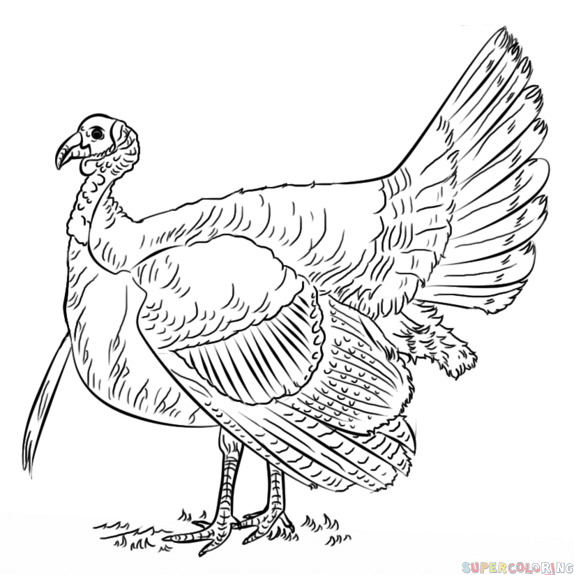 574x575 How To Draw A Turkey Step - Turkey Bird Drawing