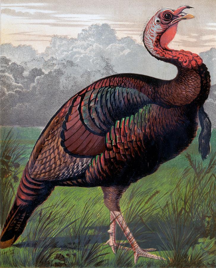 728x900 The Wild American Turkey Cock Drawing - Turkey Bird Drawing