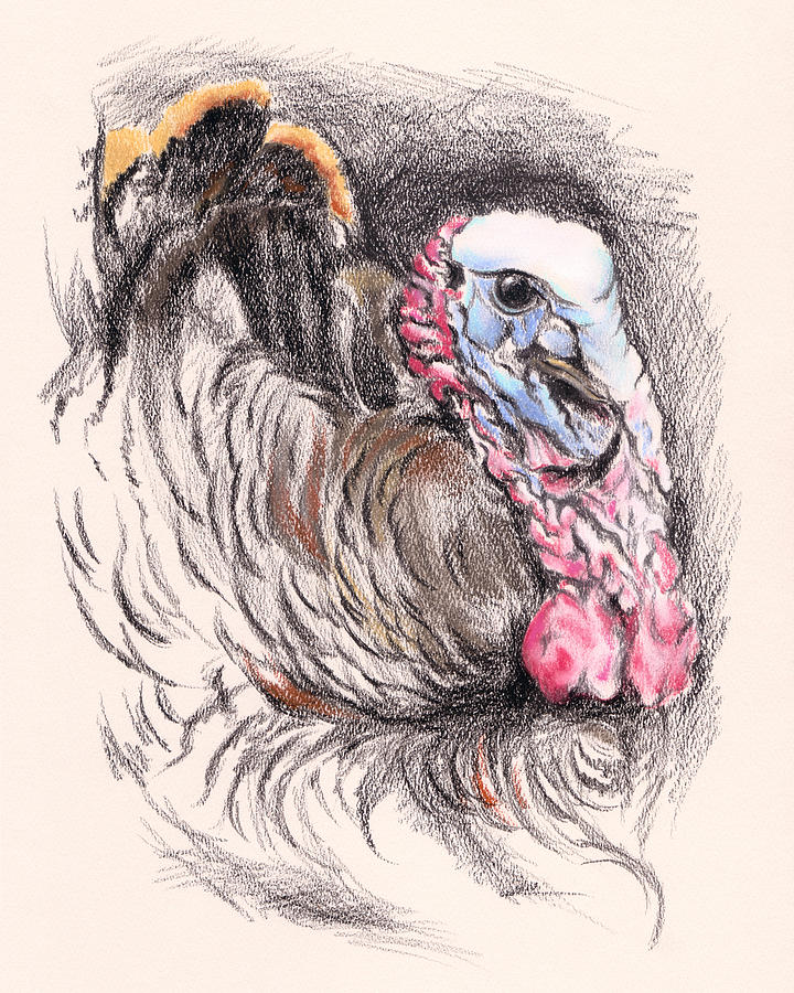 Turkey Bird Drawing at Explore collection of