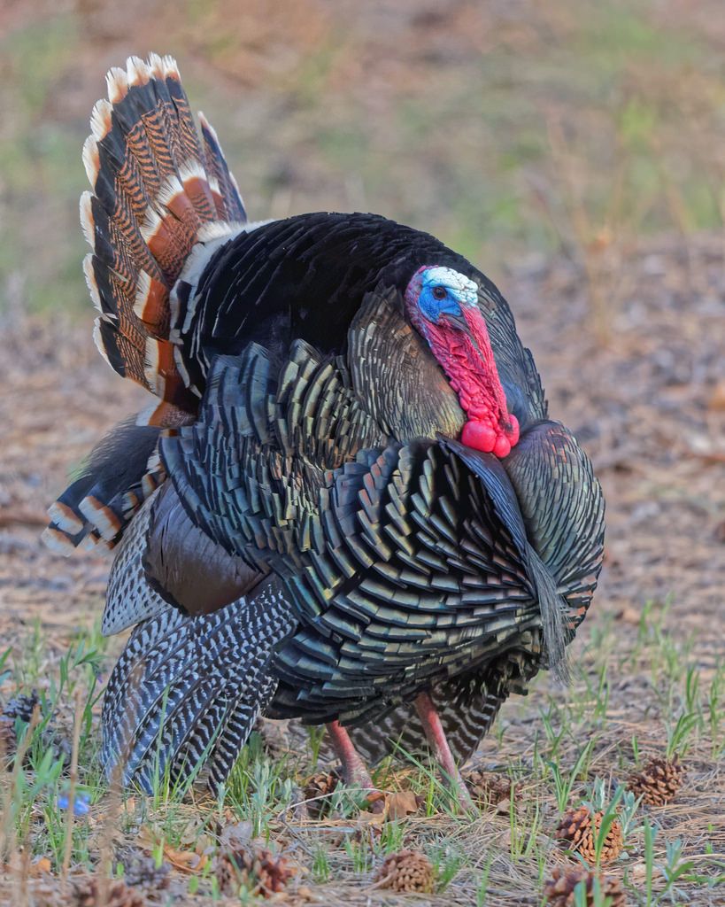 819x1024 wild turkey animals and birds turkey bird, pet birds, turkey - Turkey Bird Drawing