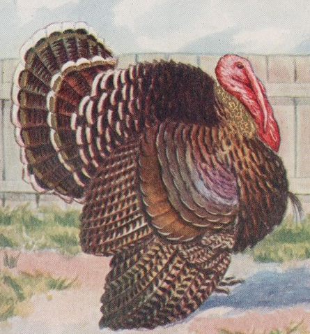 445x478 Copyright Free, Vintage Bird Drawings - Turkey Bird Drawing
