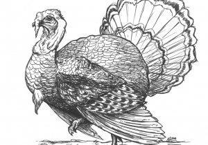 300x210 drawing of a turkey turkey bird drawing at getdrawings free - Turkey Bird Drawing