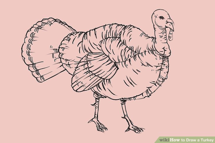 Turkey Drawing