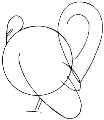350x403 How To Draw A Turkey - Turkey Drawing
