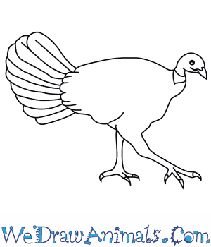 300x350 How To Draw An Australian Brush Turkey - Turkey Drawing