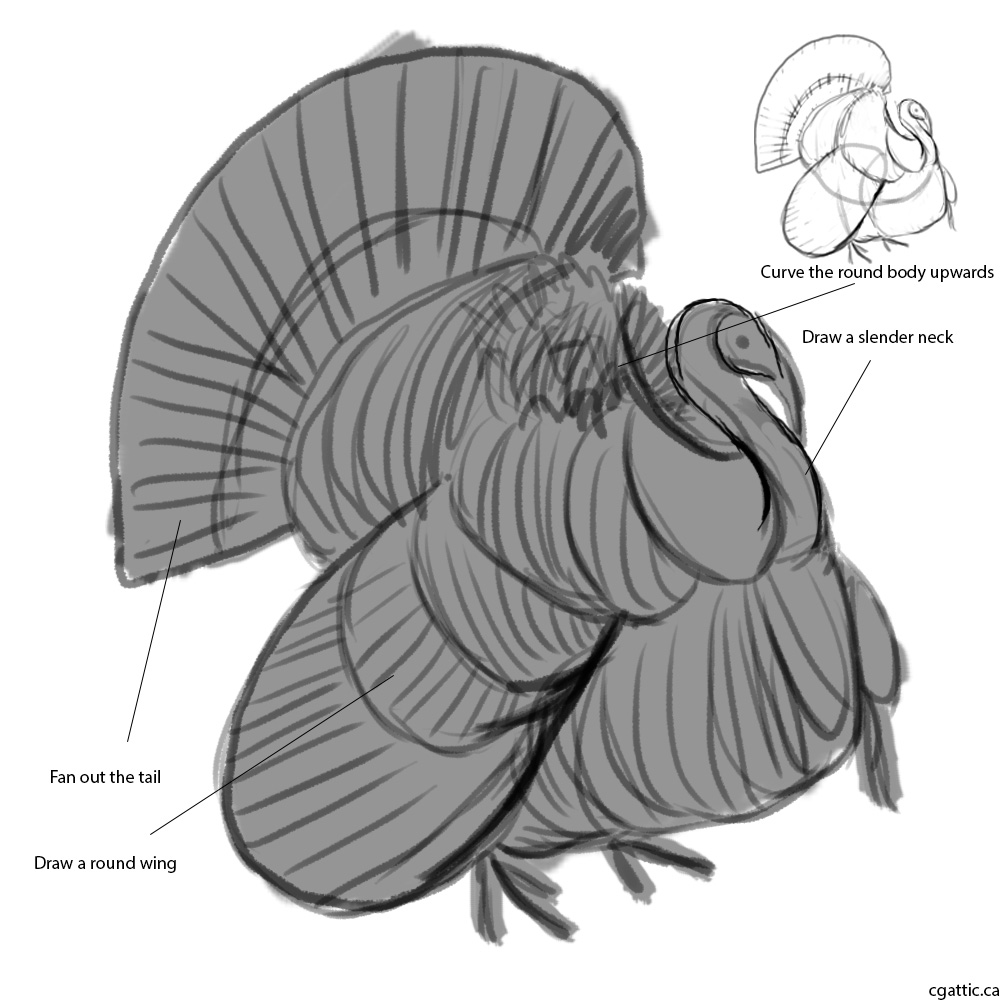 1000x1000 Realistic Turkey Drawing In Steps With Photoshop - Turkey Drawing