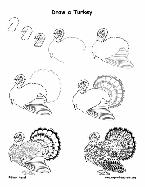 612x792 Turkey - Turkey Drawing