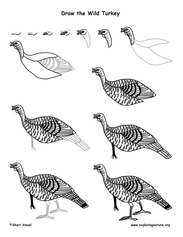 612x792 Turkey - Turkey Drawing