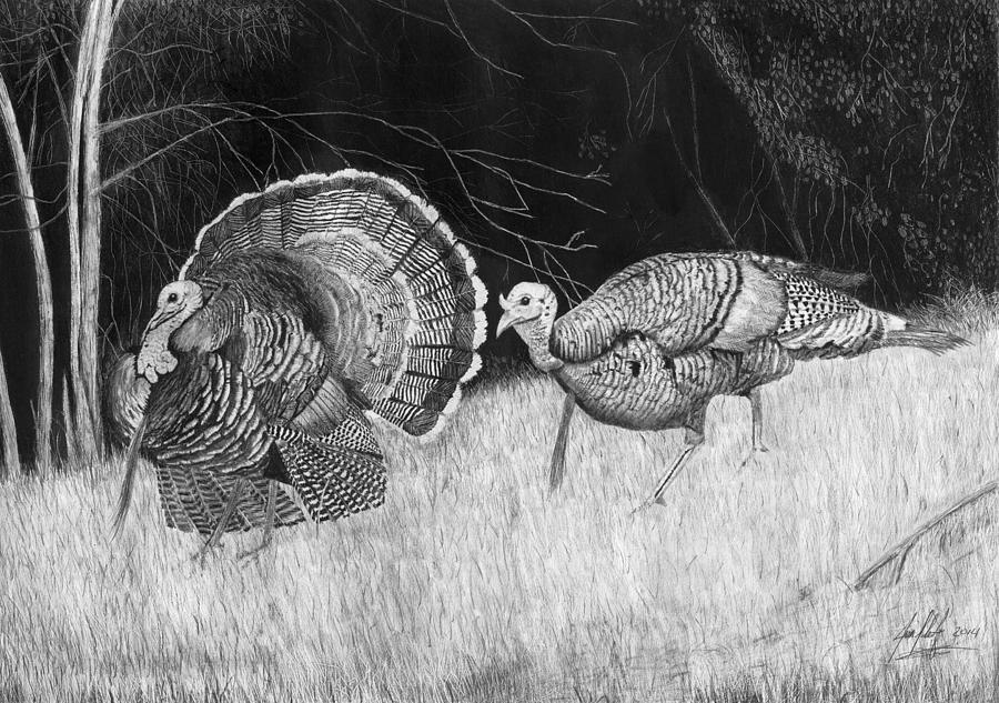 900x633 Turkey Strut Drawing Drawing - Turkey Drawing