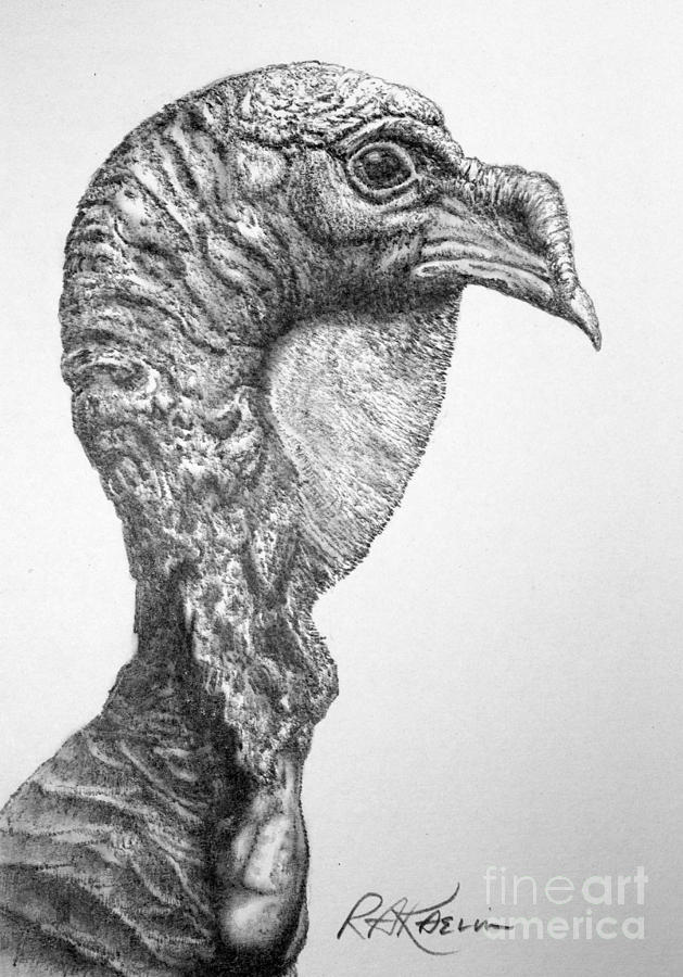629x900 Wild Turkey Drawing - Turkey Drawing