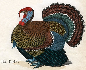 300x245 Wild Turkey Drawings Fine Art America - Turkey Drawing