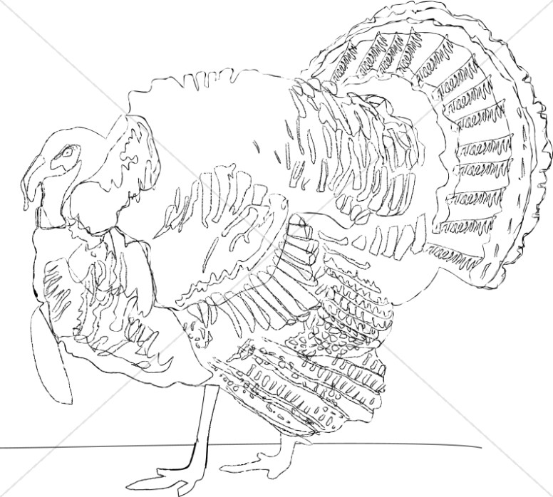 776x698 Detailed Turkey Line Drawing Thanksgiving Clipart - Turkey Drawing