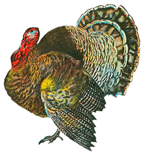 295x314 turkey pictures and turkey clip art - Turkey Drawing For Thanksgiving