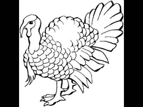 480x360 How To Draw Domesticated Turkey Drawing Step - Turkey Drawing Images