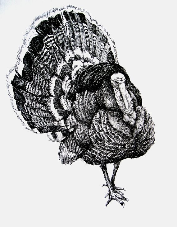 Turkey Drawing Images at Explore collection of