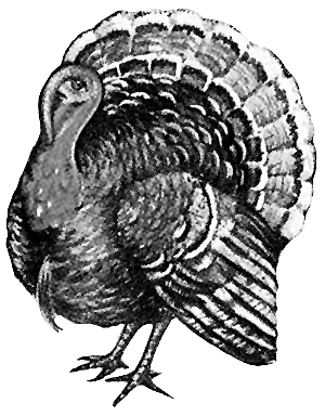 300x384 turkey pictures and turkey clip art - Turkey Drawing Images