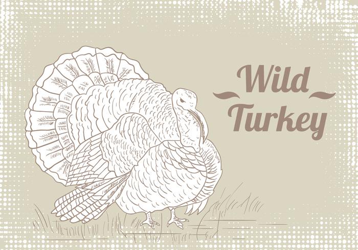 700x490 Wild Turkey Drawing Vector - Turkey Drawing Images