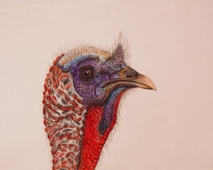 300x240 Wild Turkey Drawings Fine Art America - Turkey Drawing Images