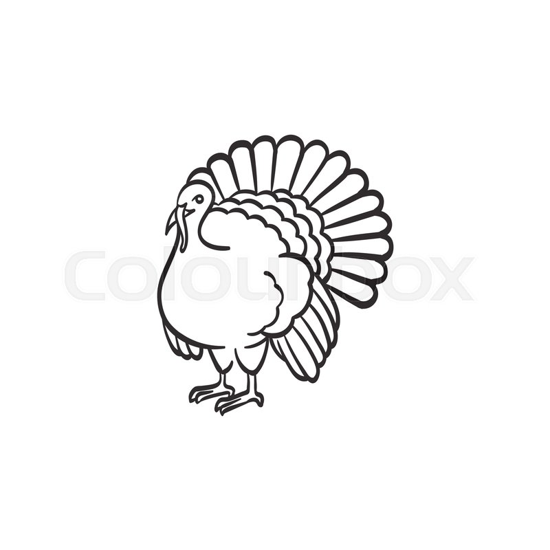 800x800 Turkey Hand Drawn Outline Doodle Icon Stock Vector Colourbox - Turkey Drawing Outline