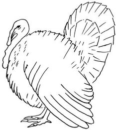 Turkey Drawing Pictures