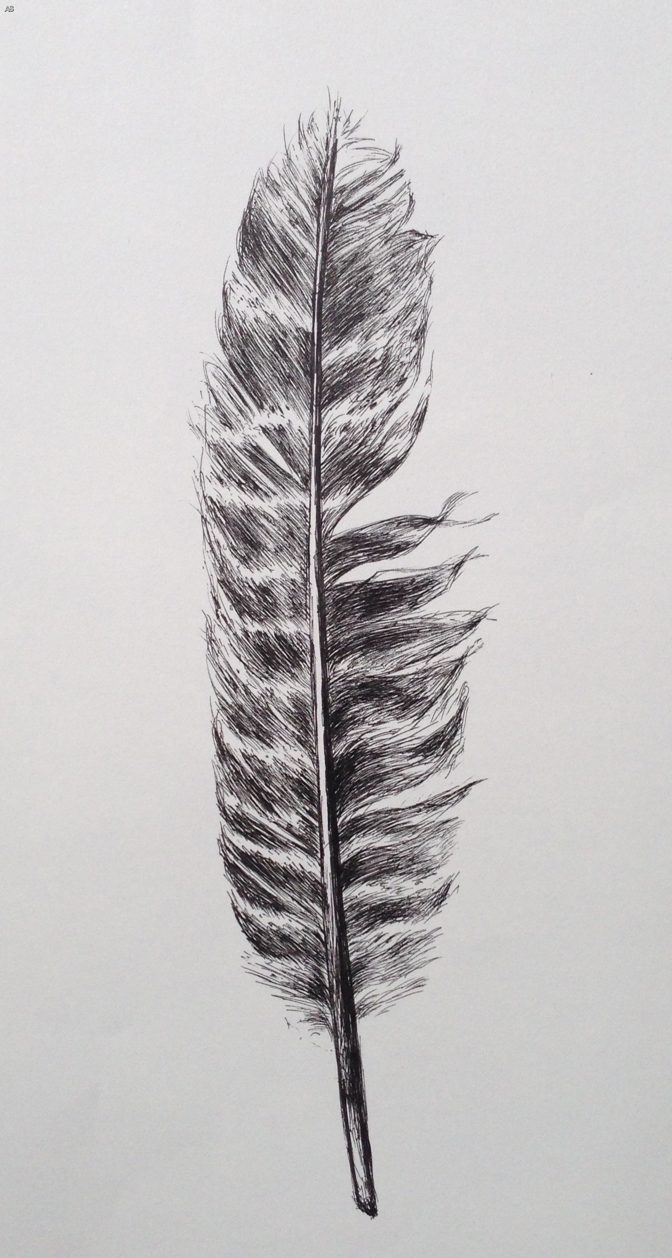 Рисунок простым карандашом перья