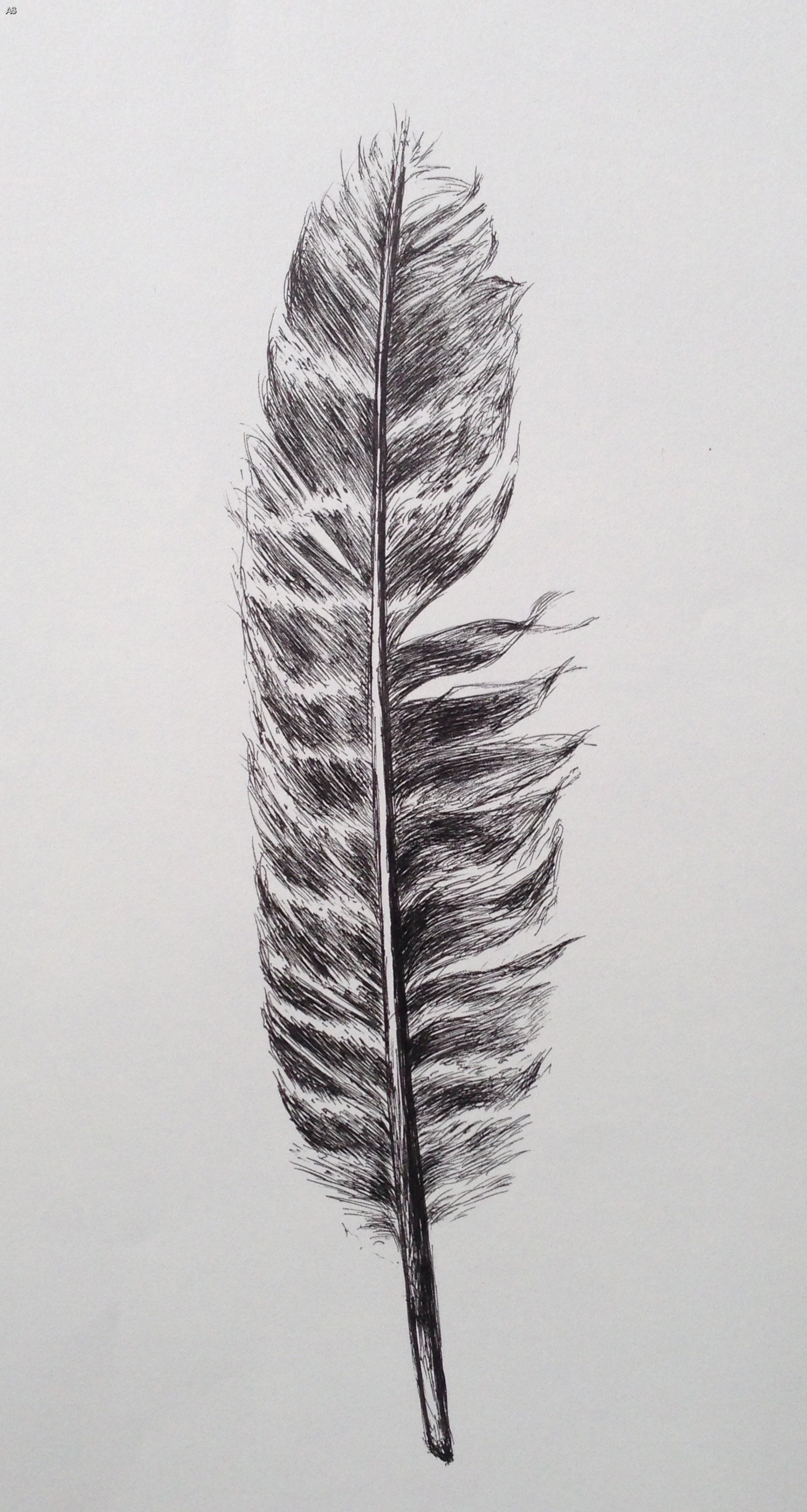 Turkey Feather Drawing at Explore collection of