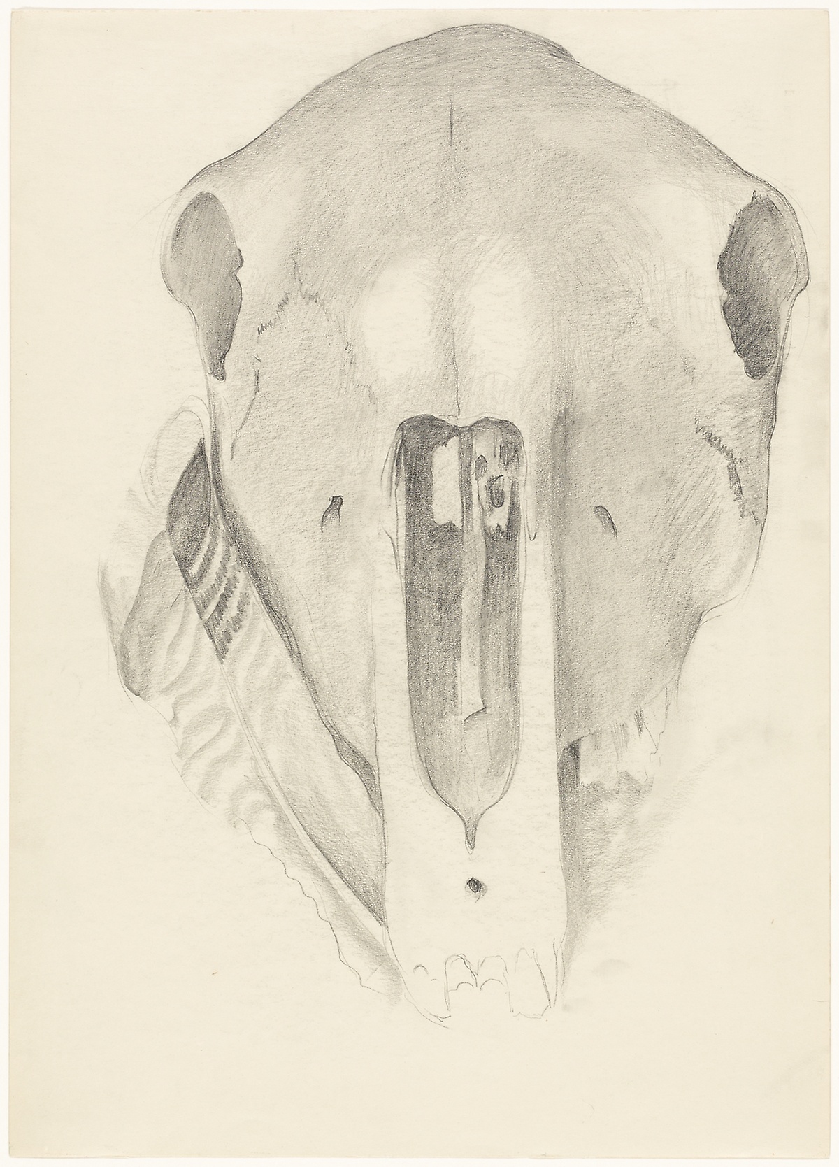 1200x1669 mule skull with turkey feather the art institute of chicago - Turkey Feather Drawing