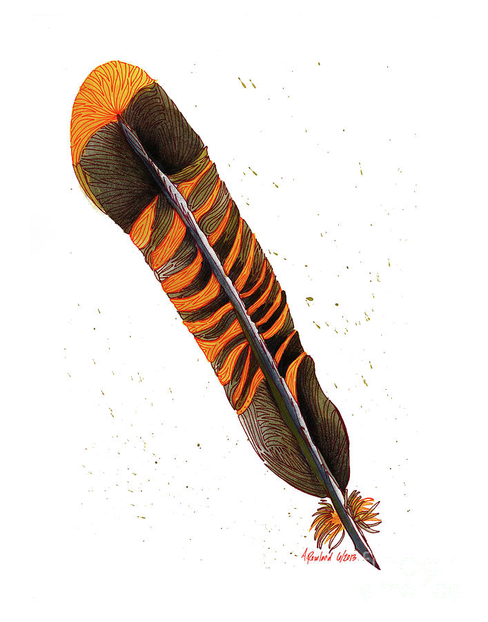 Turkey Feather Drawing at Explore collection of
