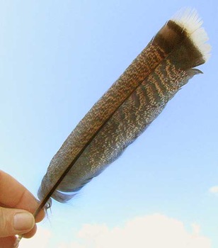 308x350 Thanksgiving Turkey Feather Drawing Project - Turkey Feather Drawing