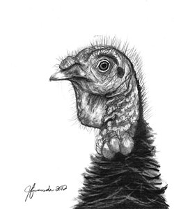 250x300 Turkey Bird Drawing - Turkey Feather Drawing