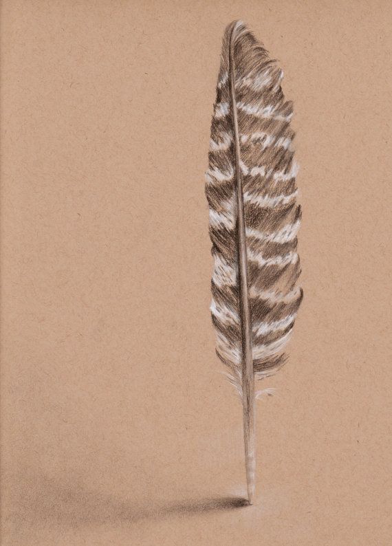 570x794 Turkey Feather Drawing Original Charcoal Drawing Wild Turkey - Turkey Feather Drawing