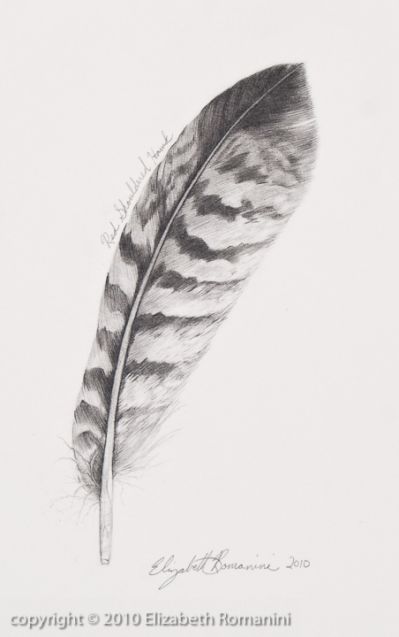 399x637 turkey feather drawing the natural ink feather drawing - Turkey Feather Drawing