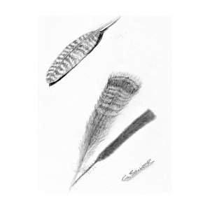 300x300 Turkey Feathers Drawing - Turkey Feather Drawing