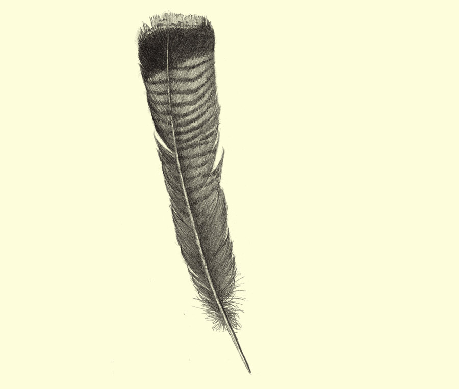 Turkey Feather Drawing at Explore collection of