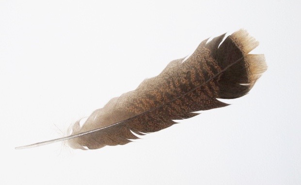 621x383 Verysmallstudio - Turkey Feather Drawing