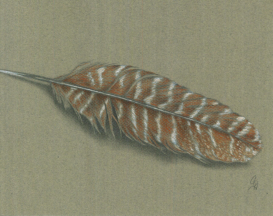 900x712 Wild Turkey Feather Drawing - Turkey Feather Drawing