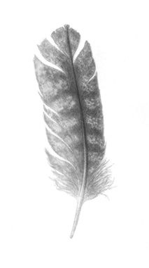 213x381 Wild Turkey Feather Drawing Contemporary Artwork Art Turkey - Turkey Feather Drawing