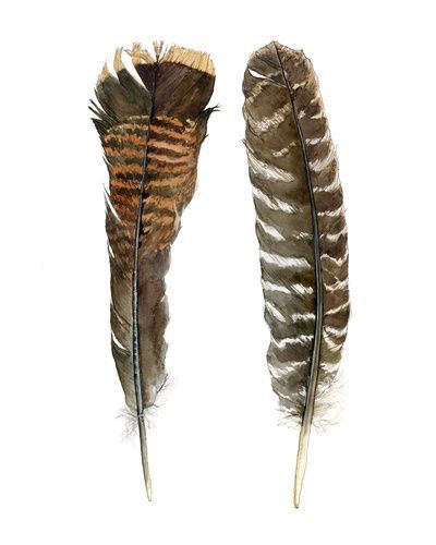 400x500 right, wing turkey feather tattoos feather art, turkey tattoos - Turkey Feather Drawing