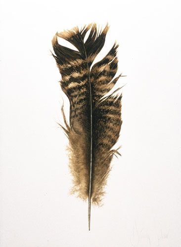 366x500 Wild Turkey Feather Tattoos Feathers, Turkey - Turkey Feather Drawing