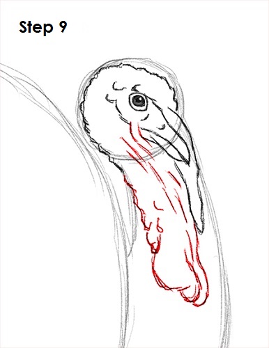 386x500 How To Draw A Turkey - Turkey Head Drawing