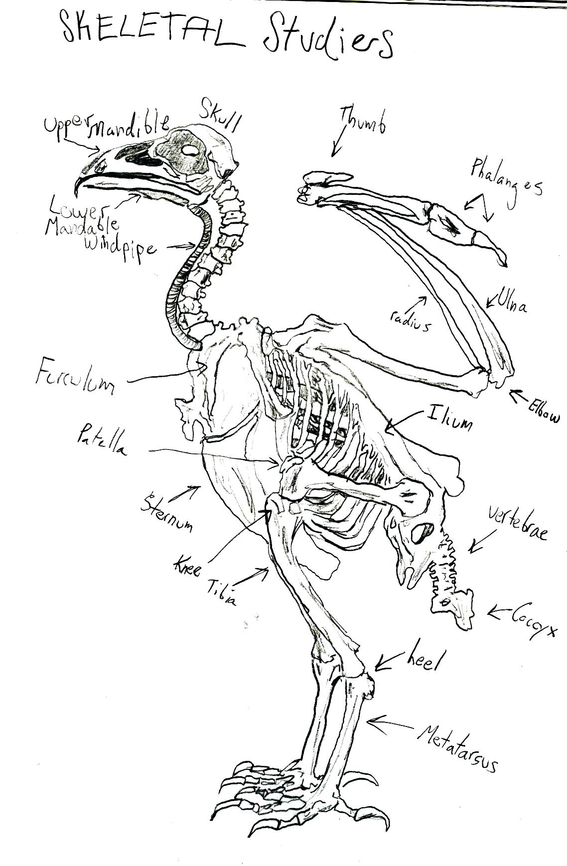 1138x1738 Parts Of A Turkey Head Bird Wings Drawing At Com Free For Personal - Turkey Head Drawing