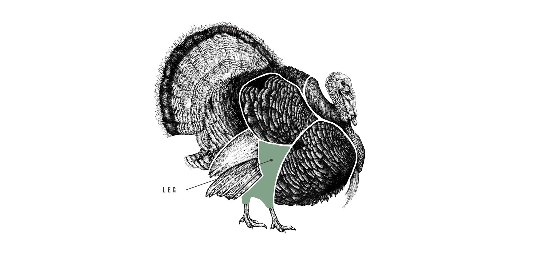 1754x862 properly free range bronze turkey leg pipers farm - Turkey Leg Drawing
