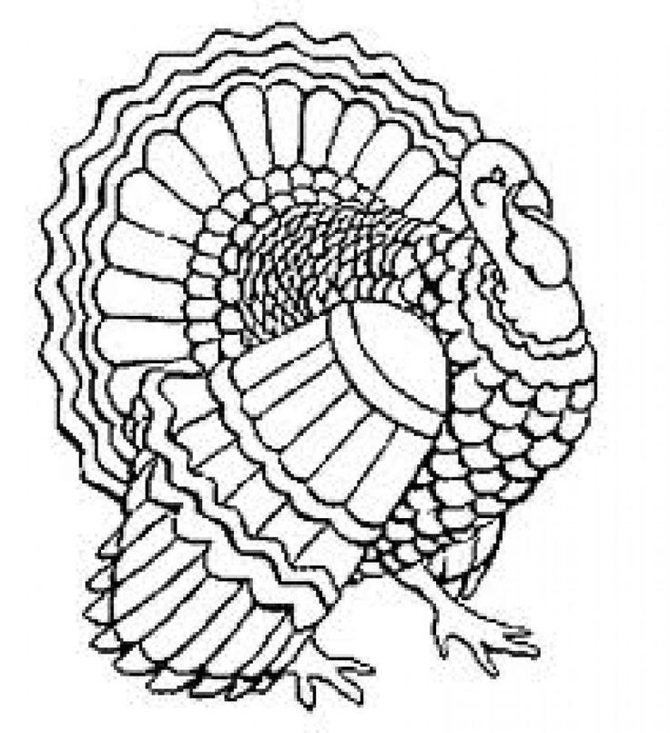 736x805 line drawings of wild turkeys best images about turkey - Turkey Line Drawing