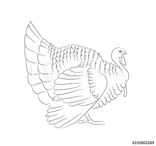500x467 Thanksgiving Turkey Line Drawing Vector - Turkey Line Drawing
