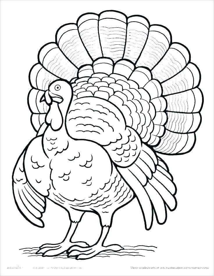 Turkey Line Drawing at PaintingValley.com | Explore collection of