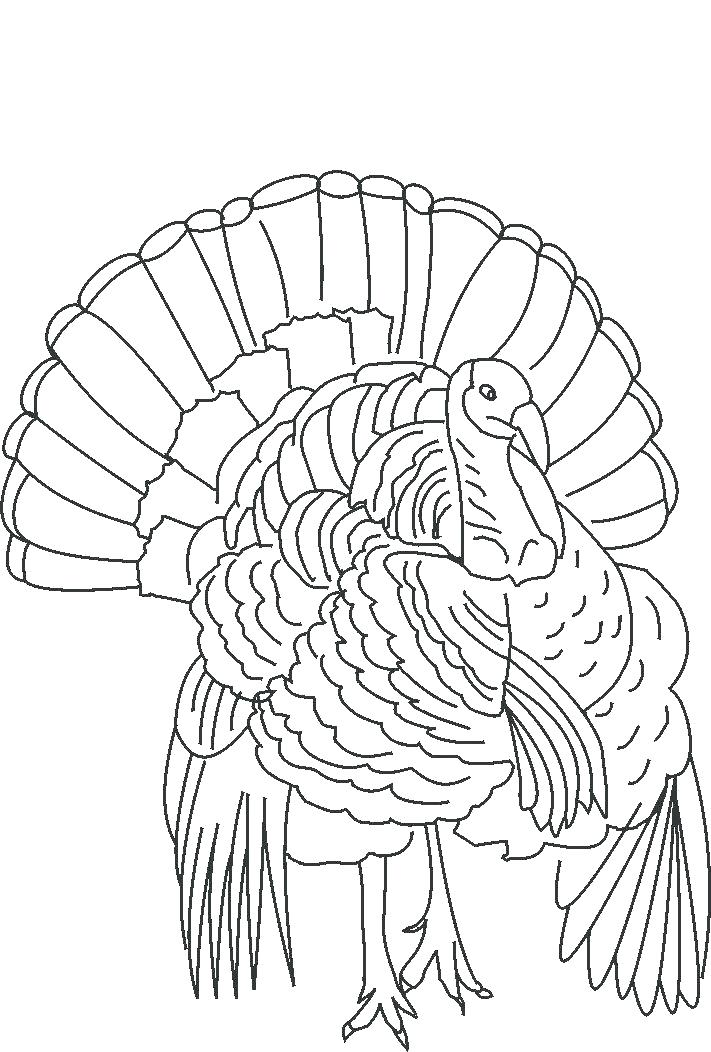 Turkey Outline Drawing at PaintingValley.com | Explore collection of
