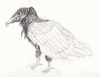 390x300 drawn turkey vulture fierce - Turkey Vulture Drawing